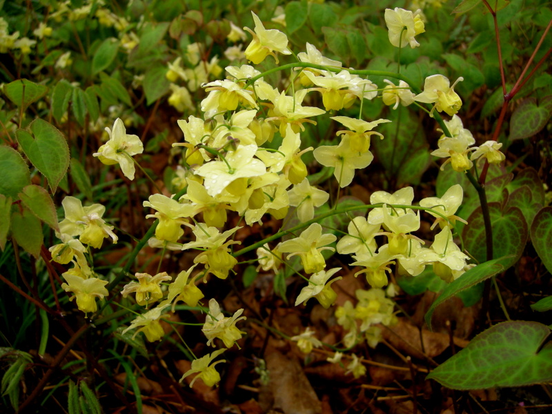 Превью изображения