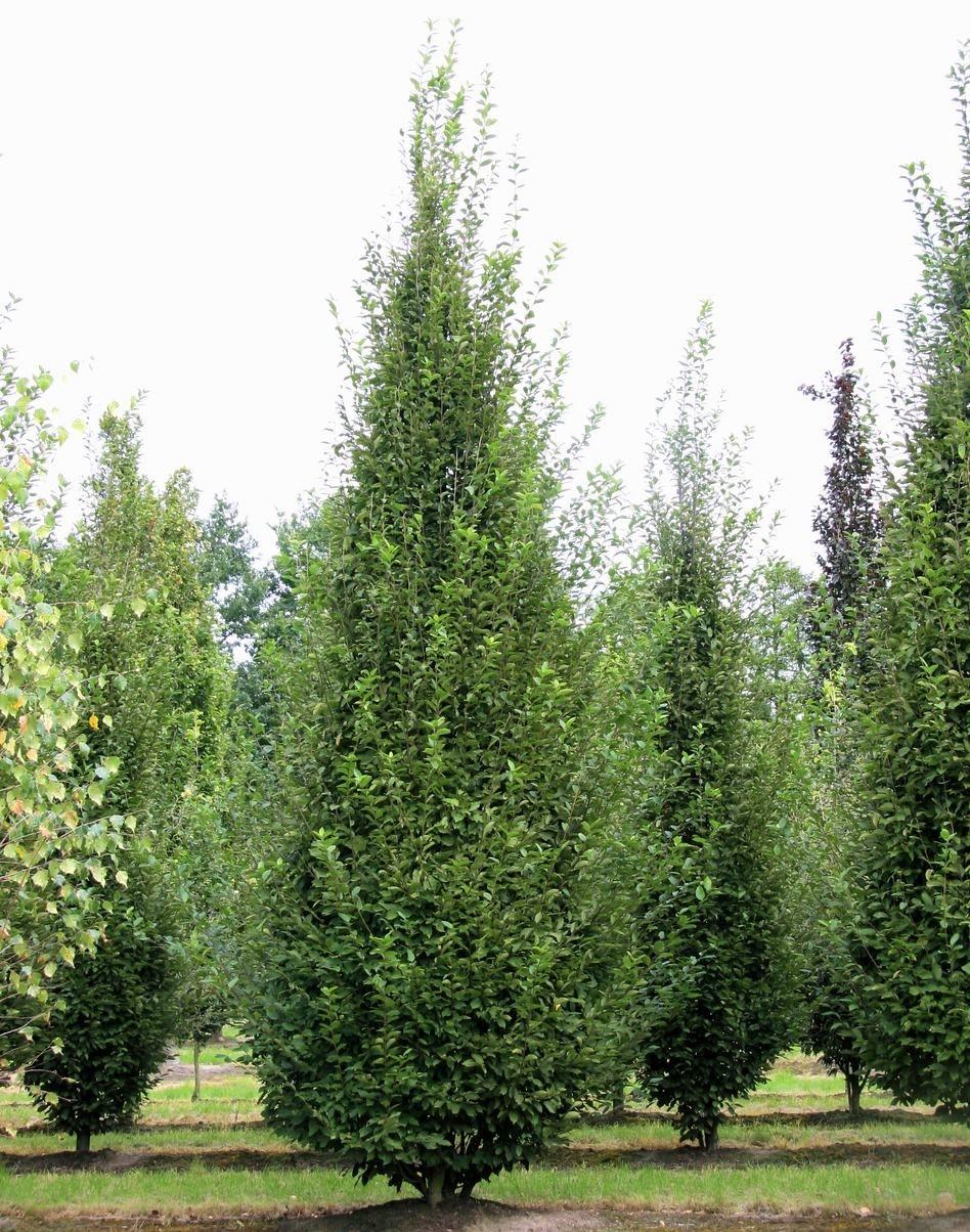 Превью изображения