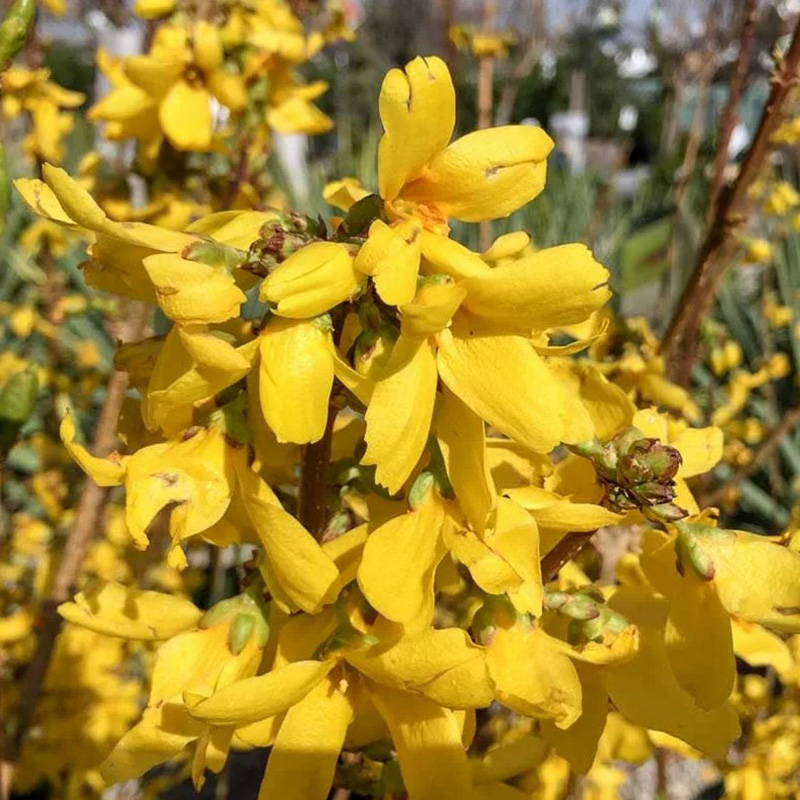 Превью изображения