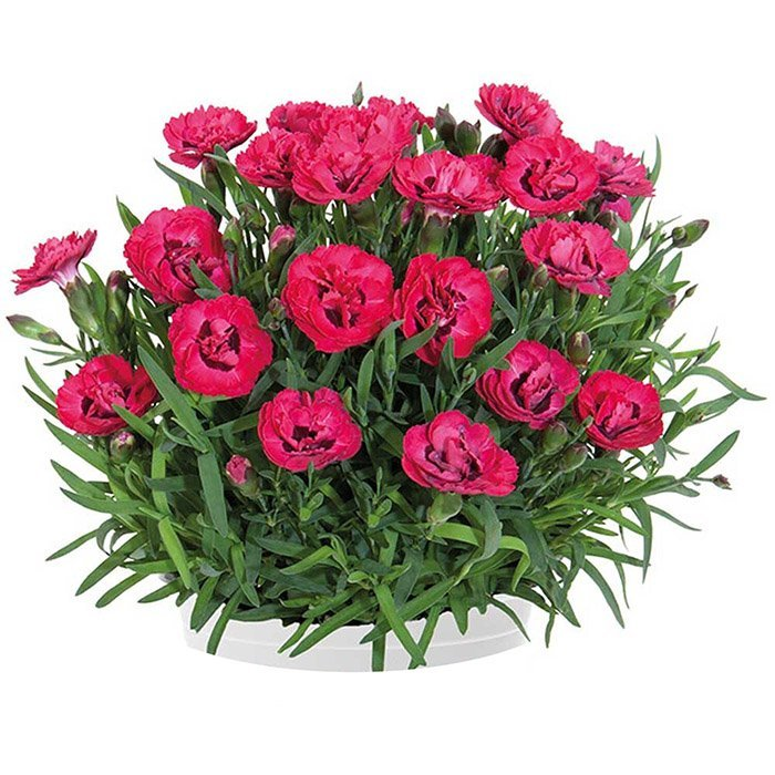 Превью изображения