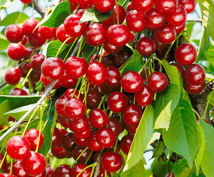 Превью изображения