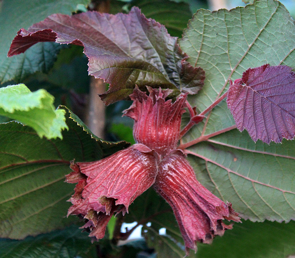 Превью изображения
