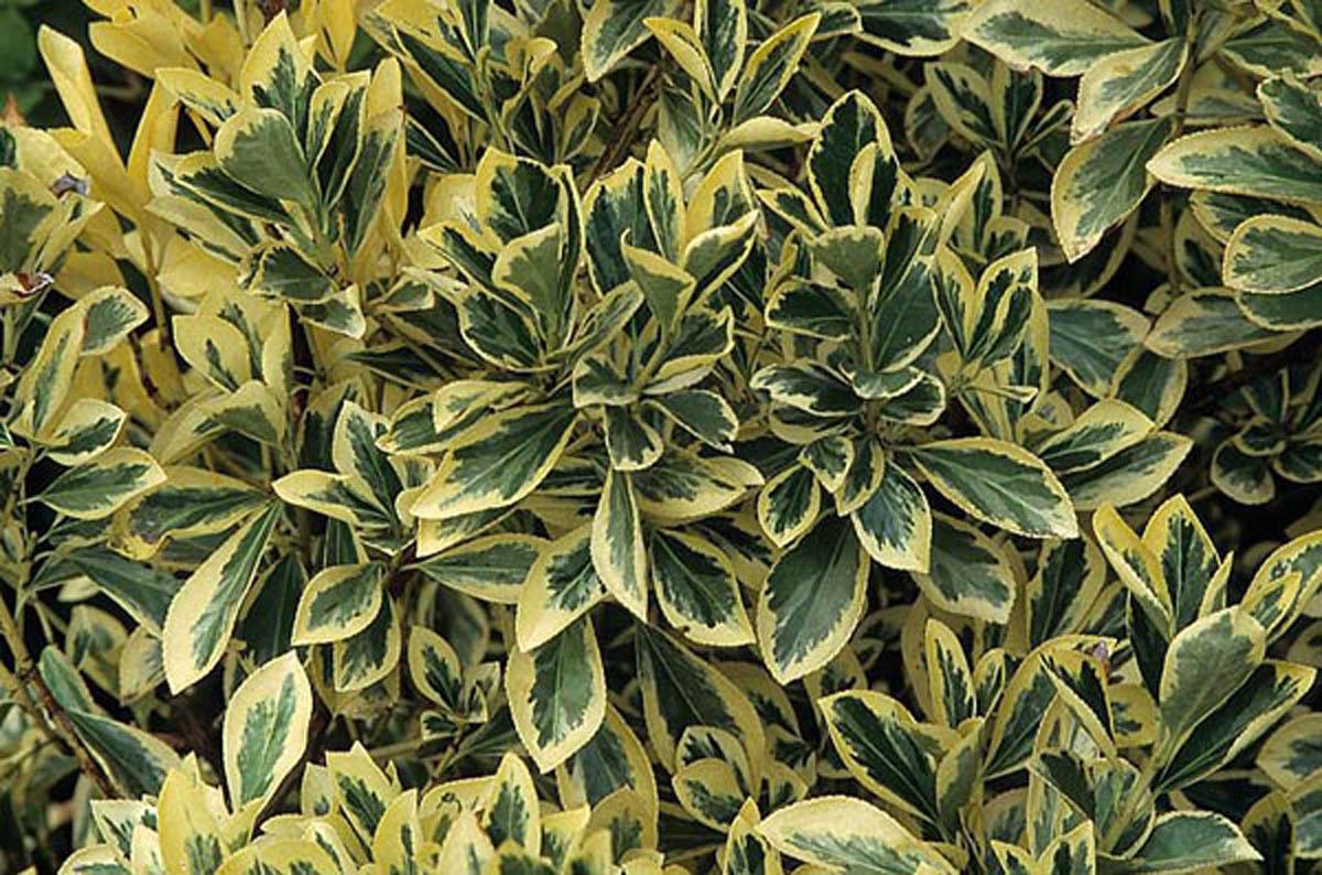 Превью изображения