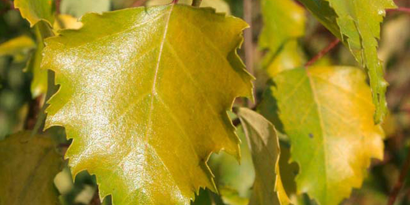 Превью изображения