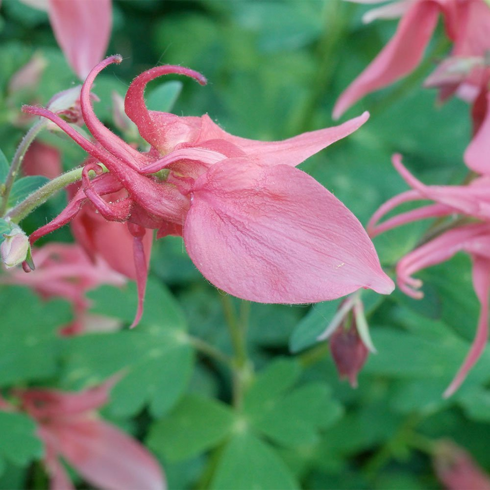 Превью изображения