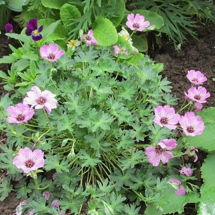 Превью изображения