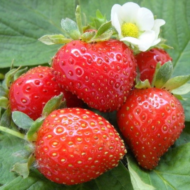 Превью изображения