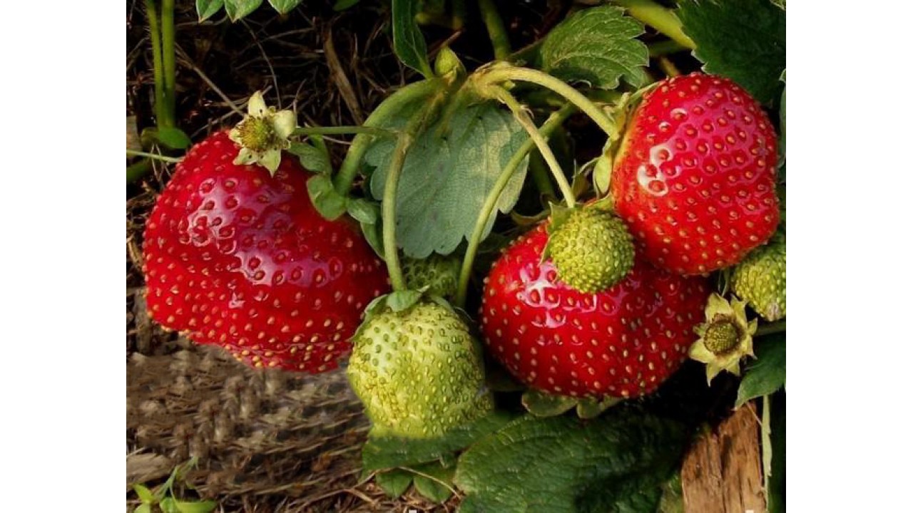 Превью изображения
