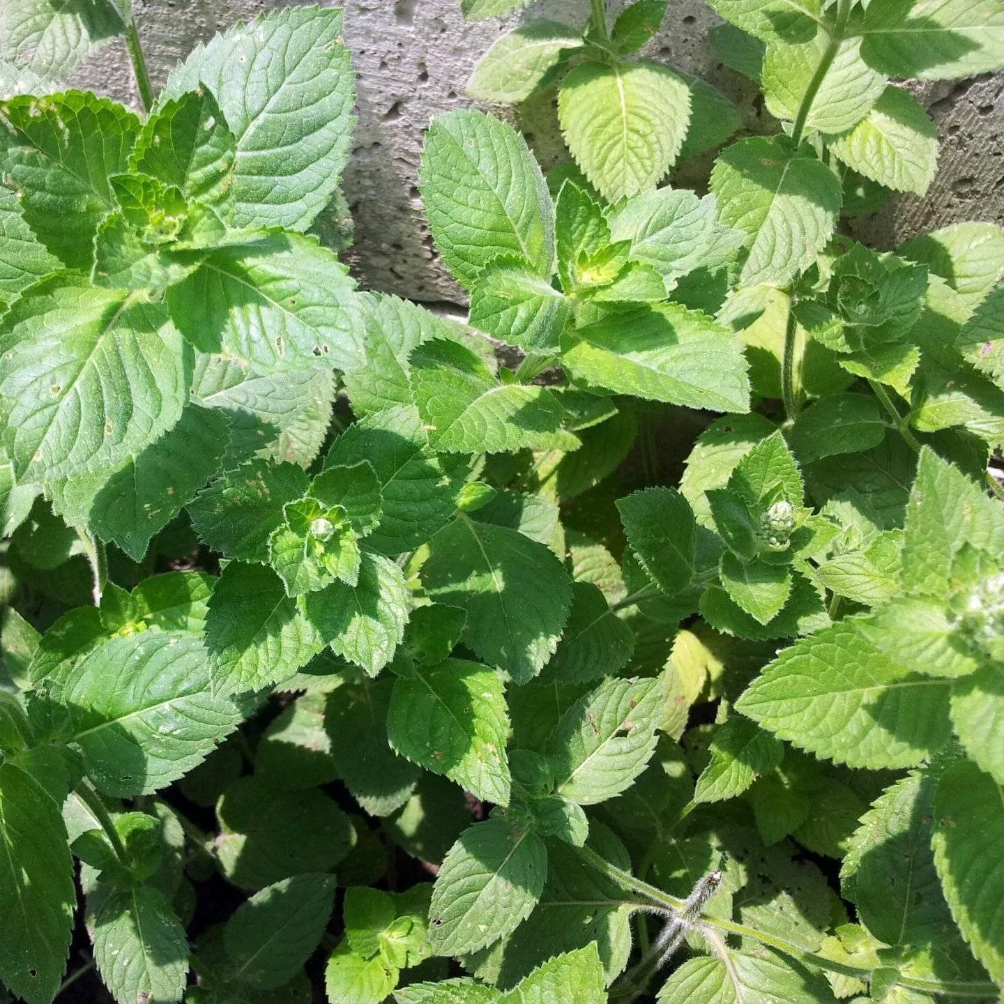 Превью изображения