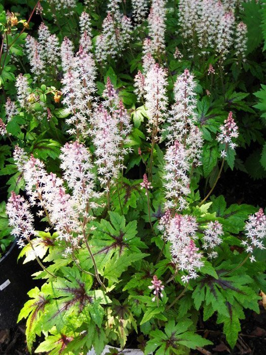 Превью изображения