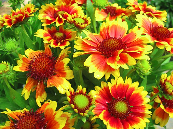 Превью изображения