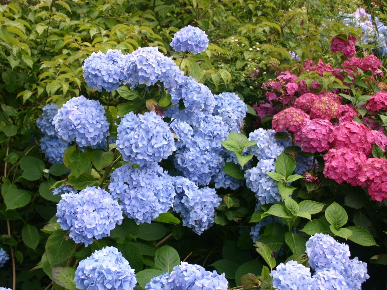 Превью изображения