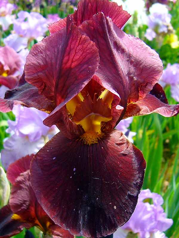 Превью изображения