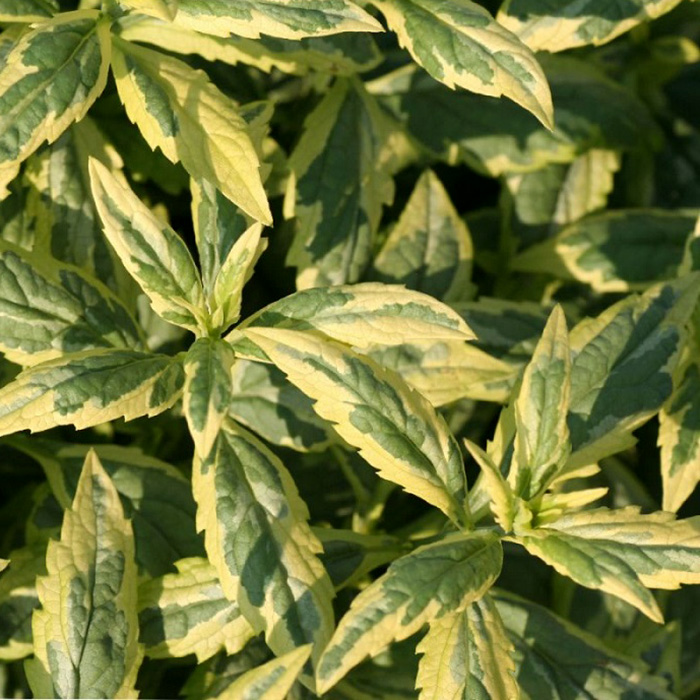 Превью изображения