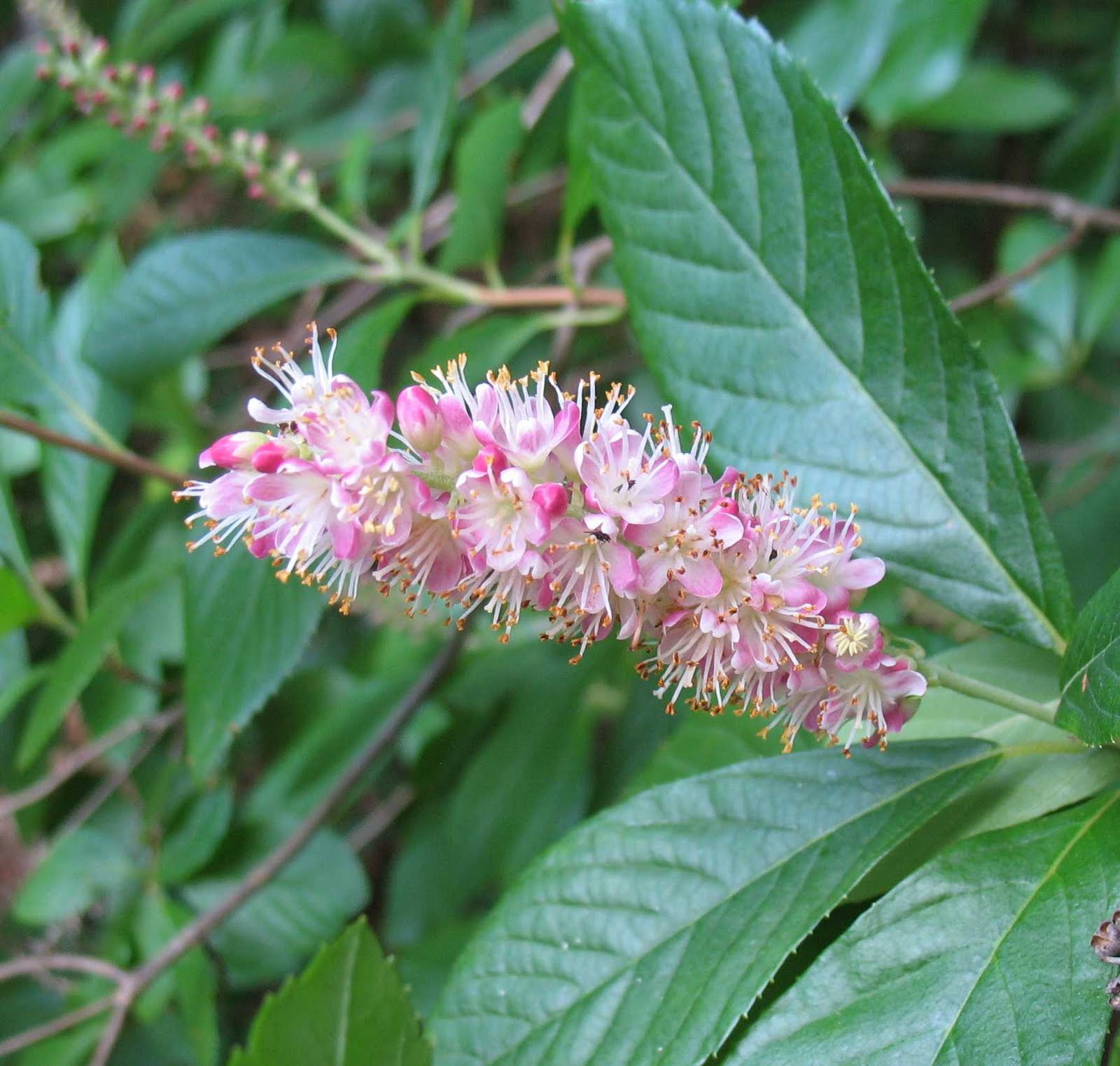 Превью изображения