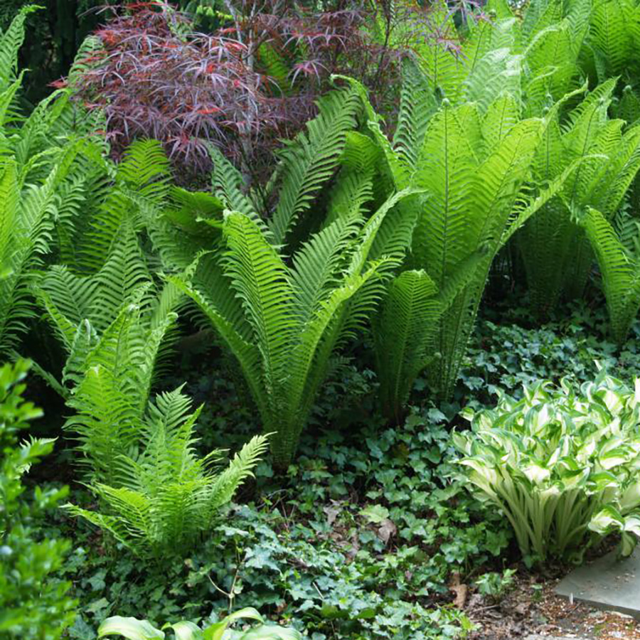 Превью изображения