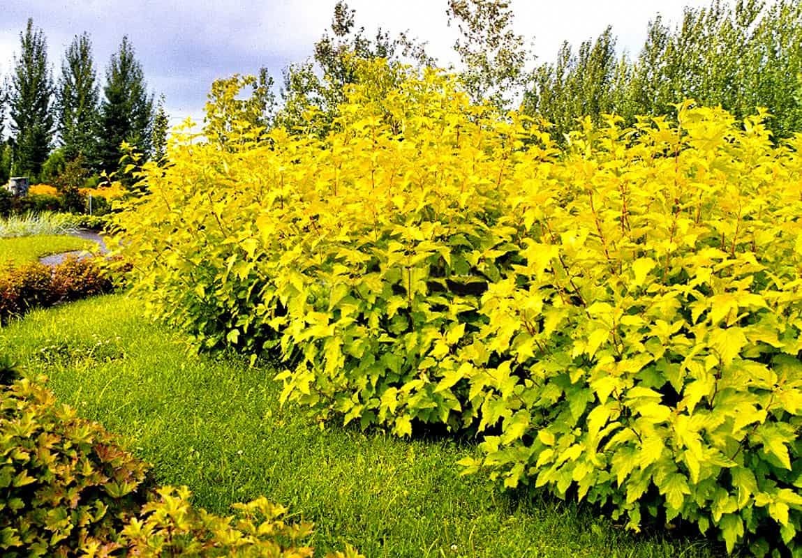 Превью изображения