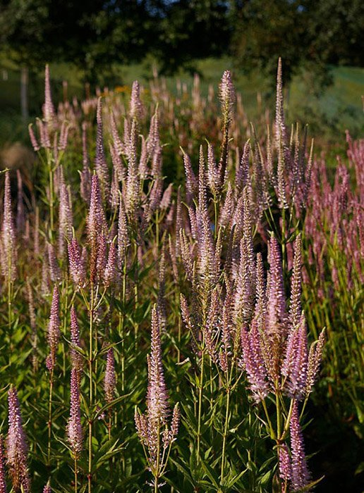Превью изображения