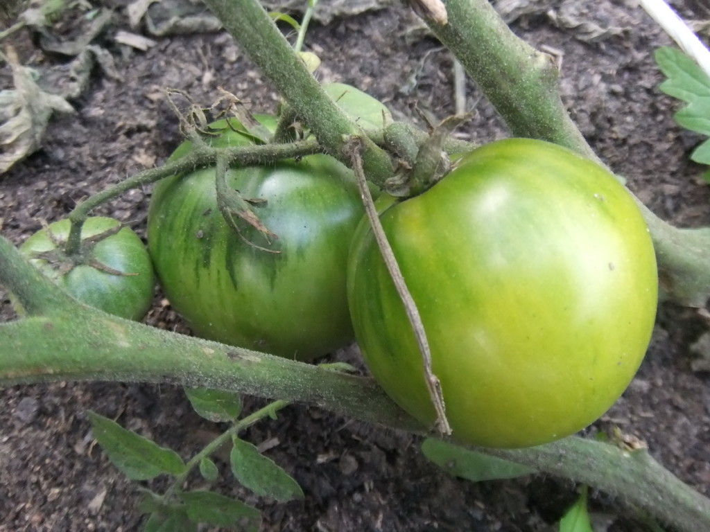 Превью изображения