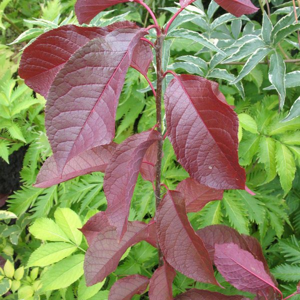 Превью изображения