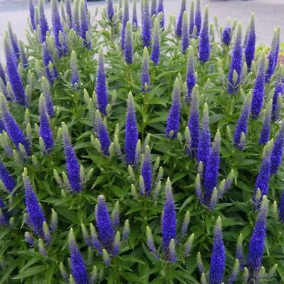 Превью изображения