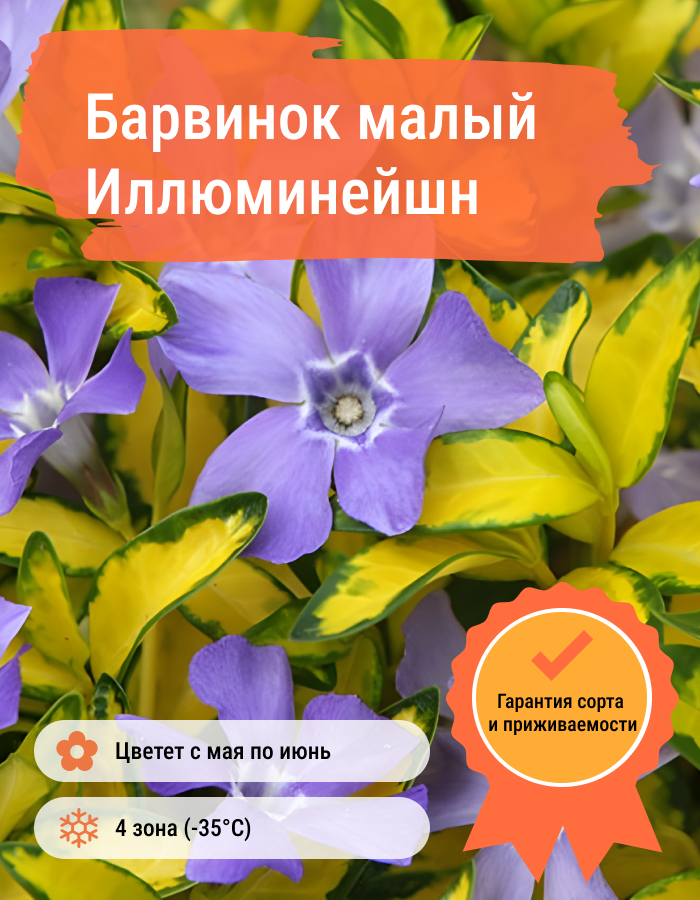 Превью изображения