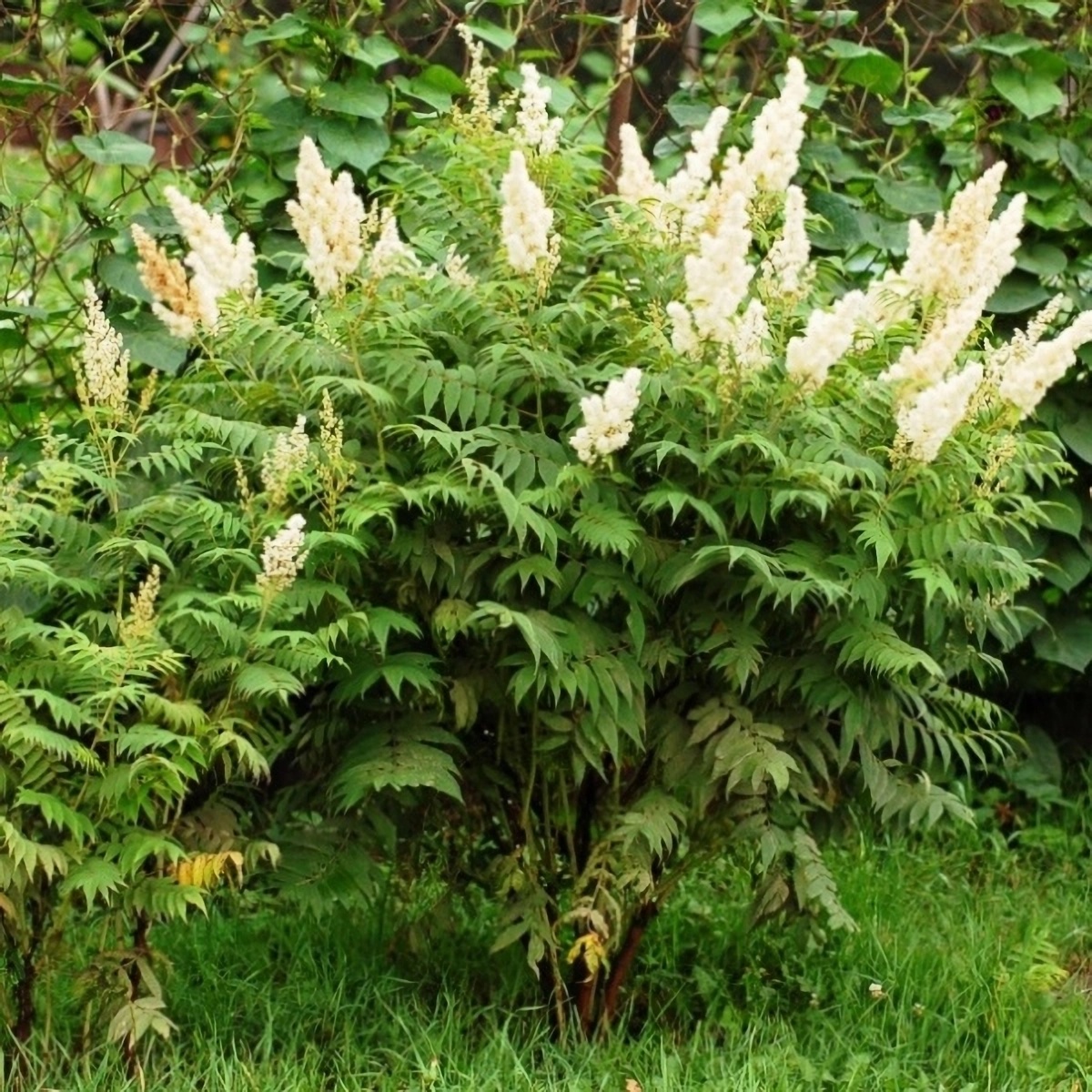 Превью изображения