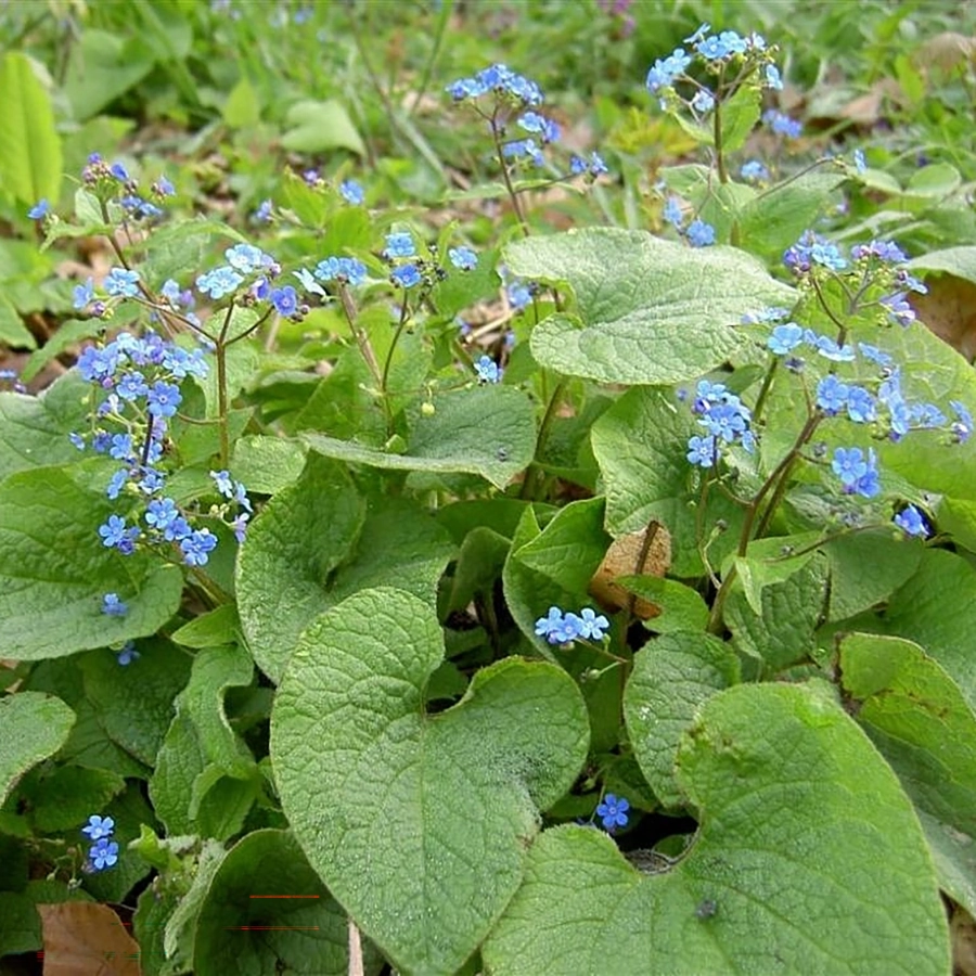 Превью изображения