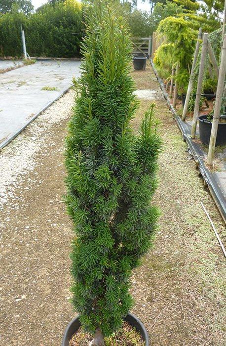 Превью изображения