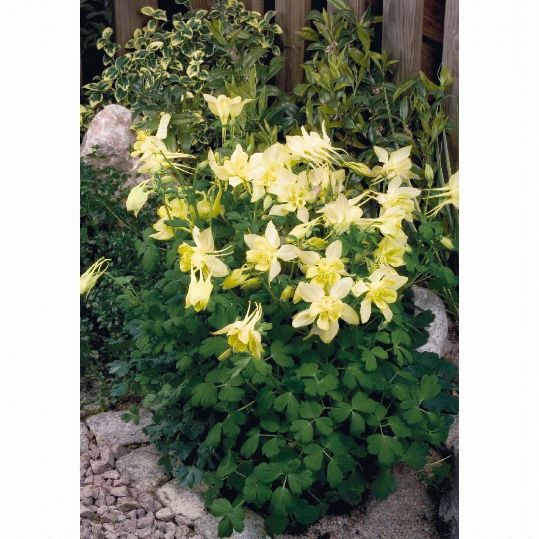 Превью изображения