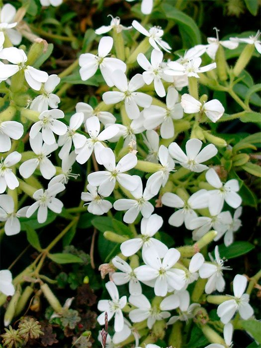 Превью изображения