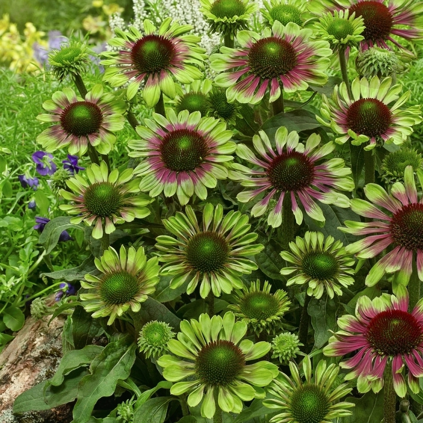 Превью изображения