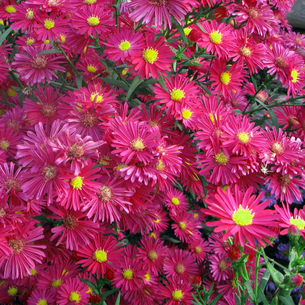 Превью изображения