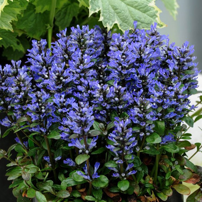 Превью изображения