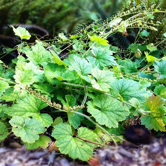 Превью изображения