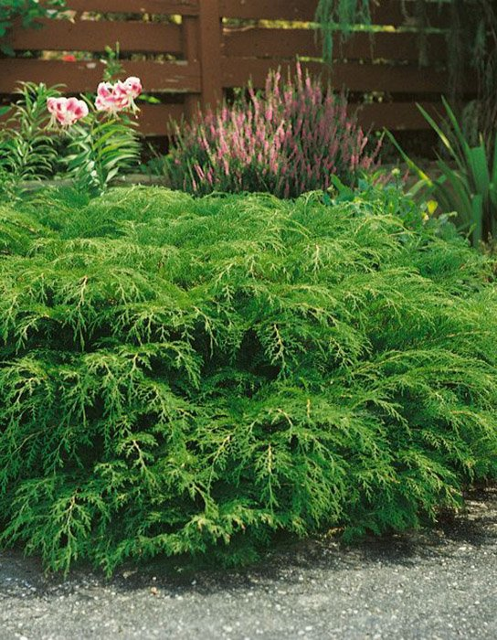 Превью изображения