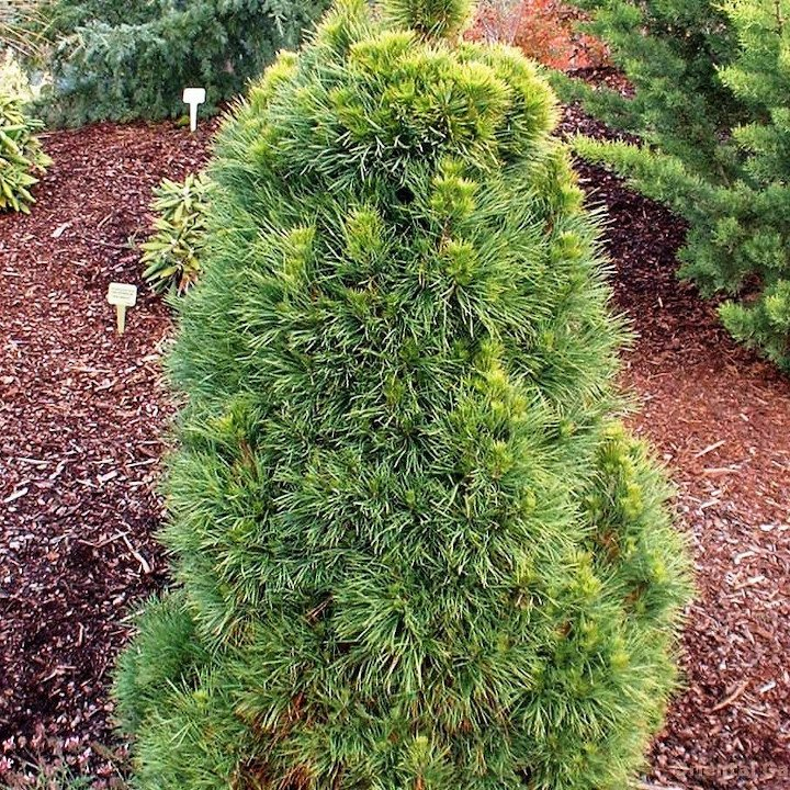 Превью изображения