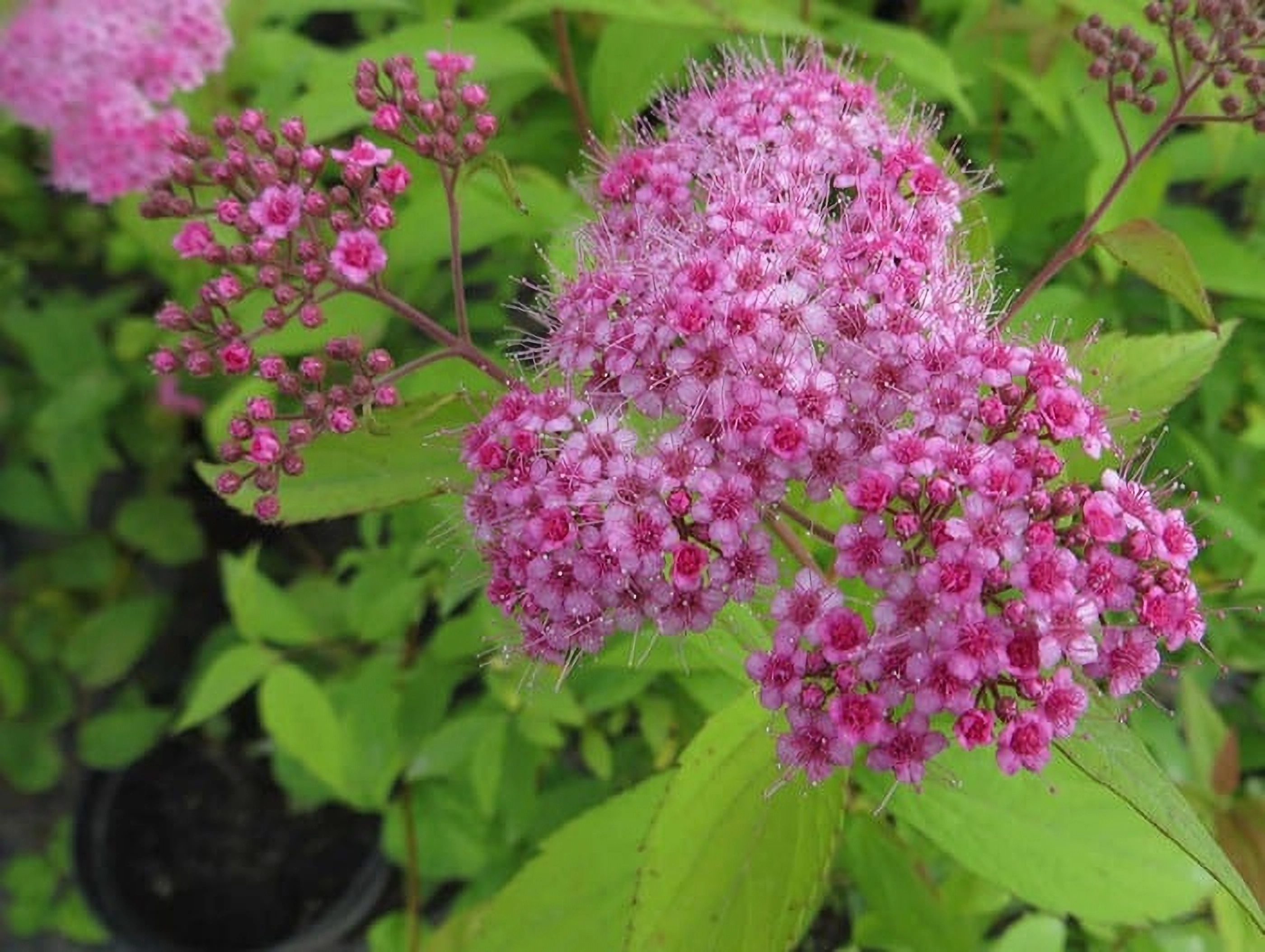 Превью изображения