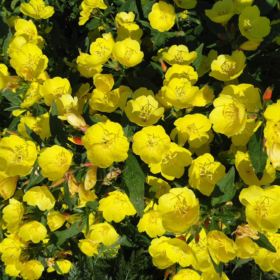 Превью изображения