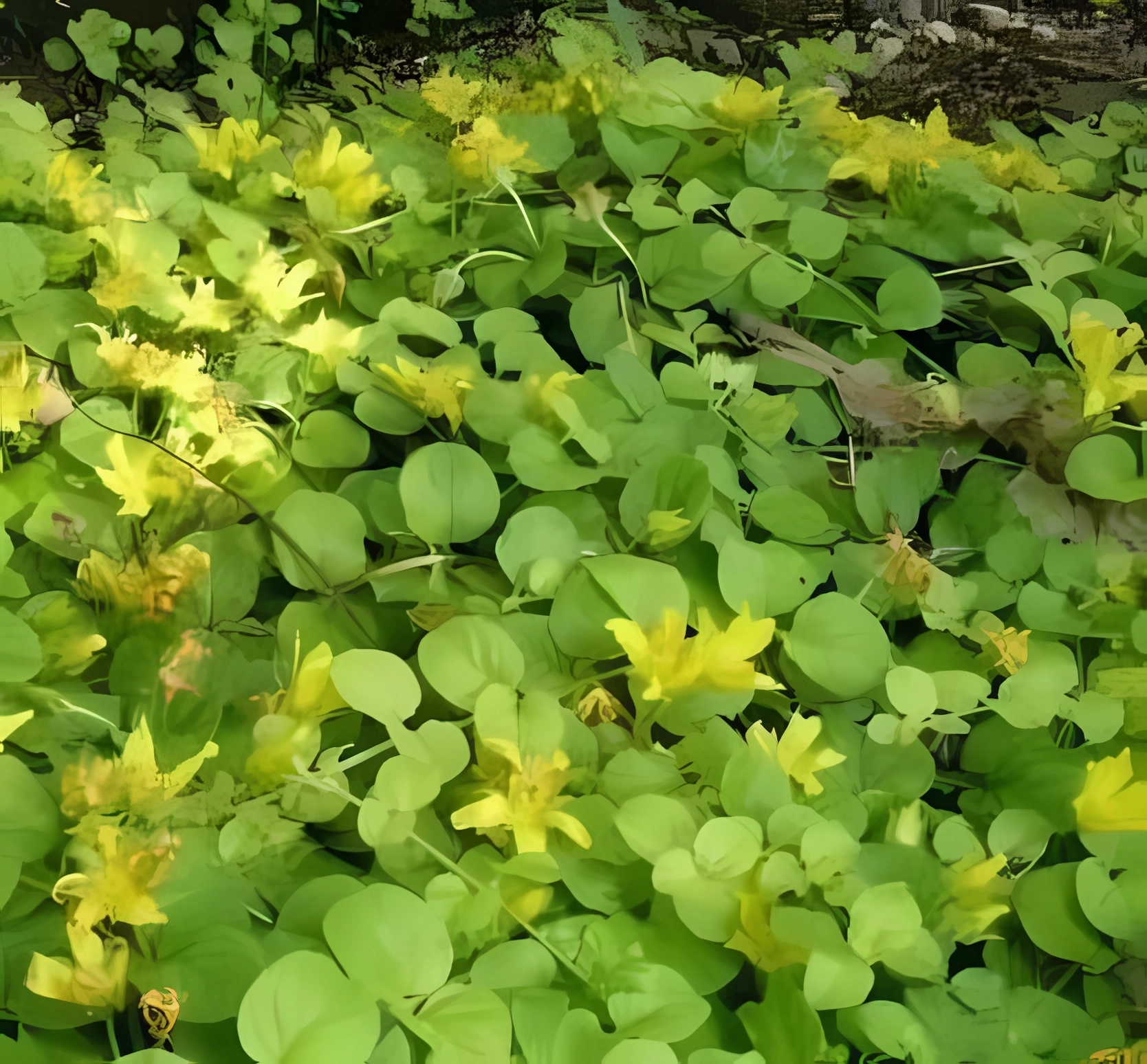 Превью изображения