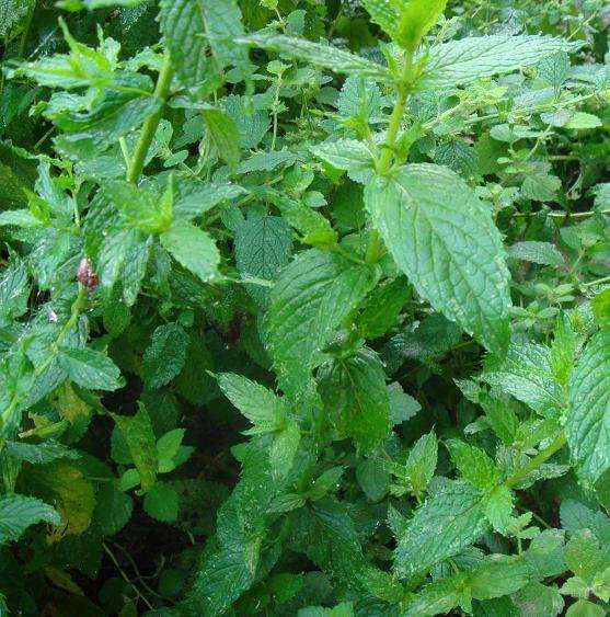 Превью изображения