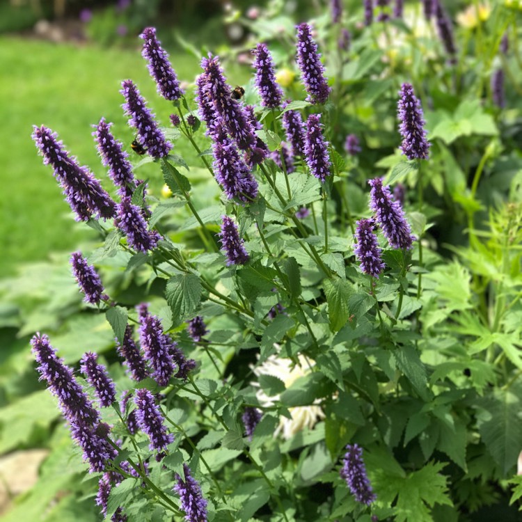 Превью изображения