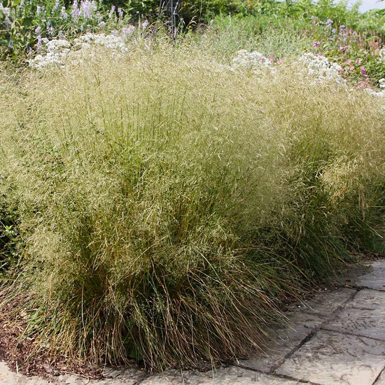 Превью изображения