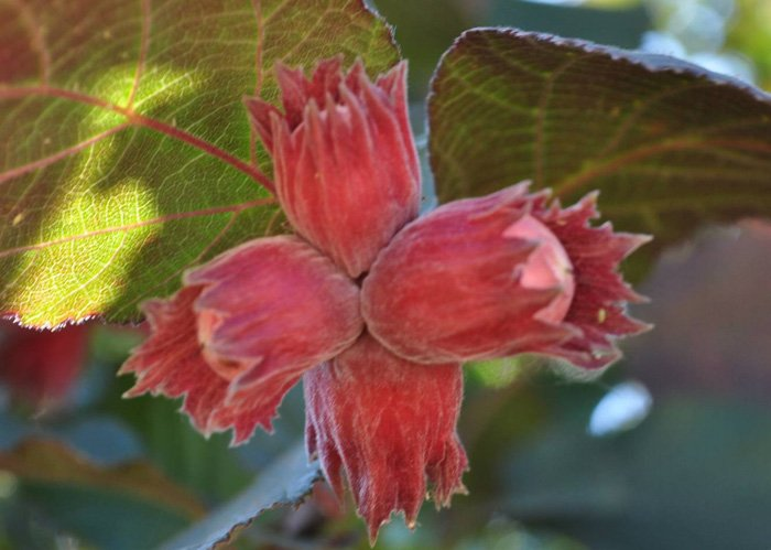 Превью изображения