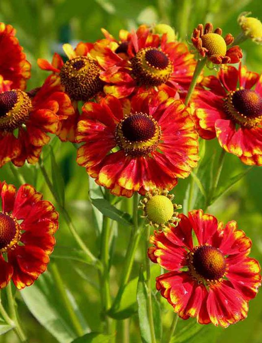 Превью изображения