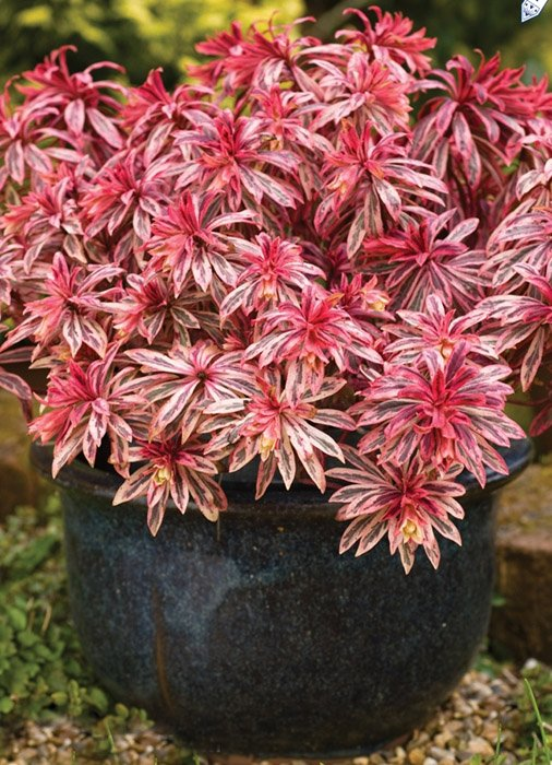 Превью изображения