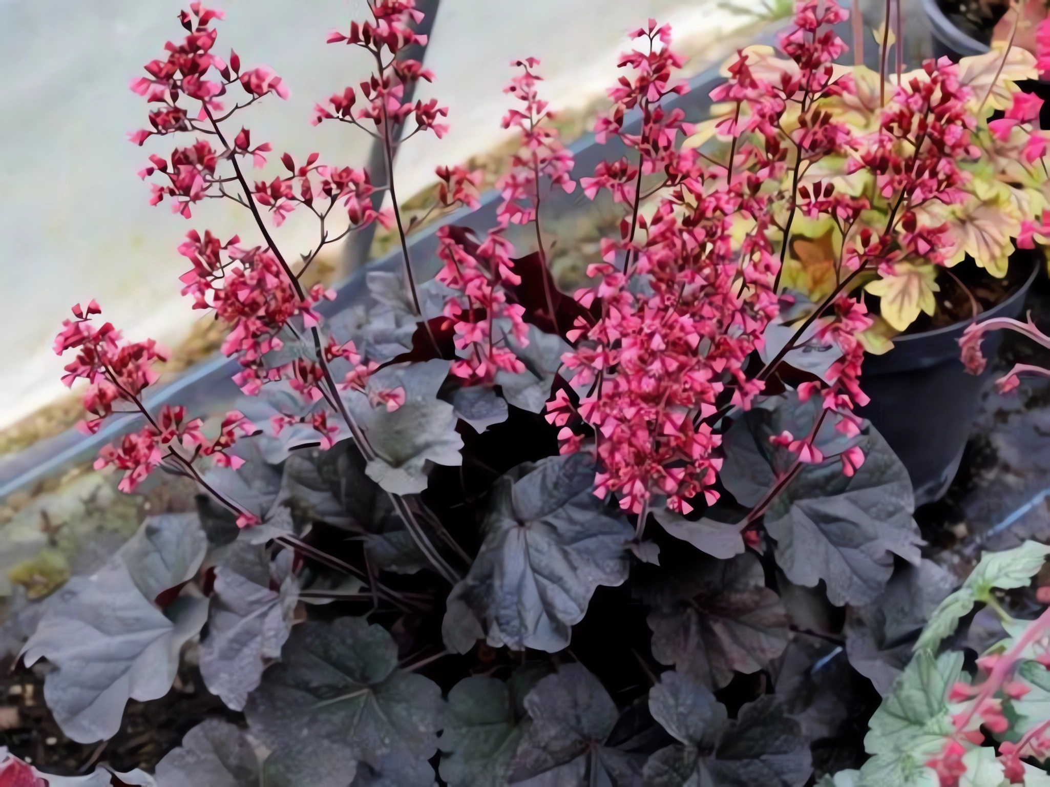 Превью изображения