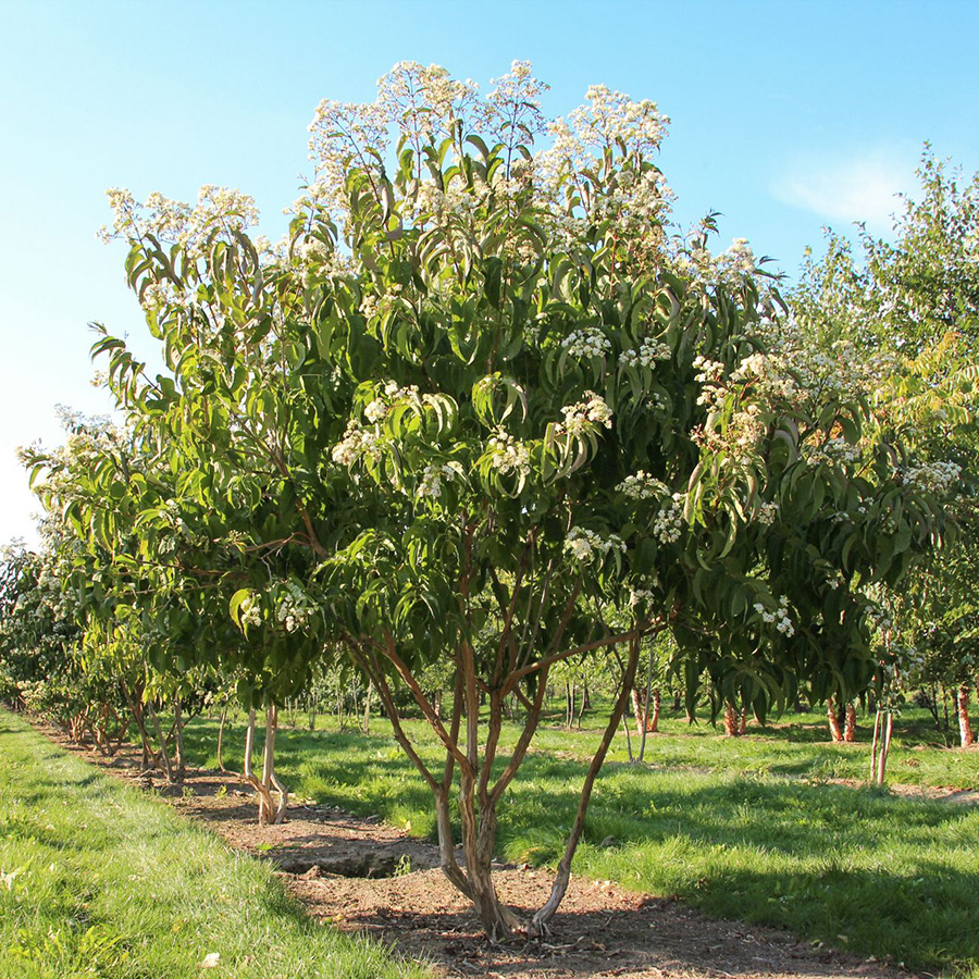 Превью изображения