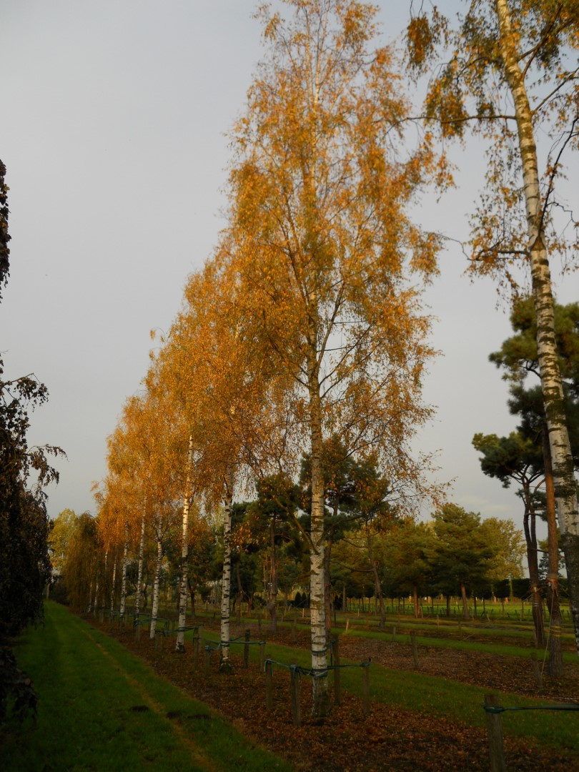 Превью изображения