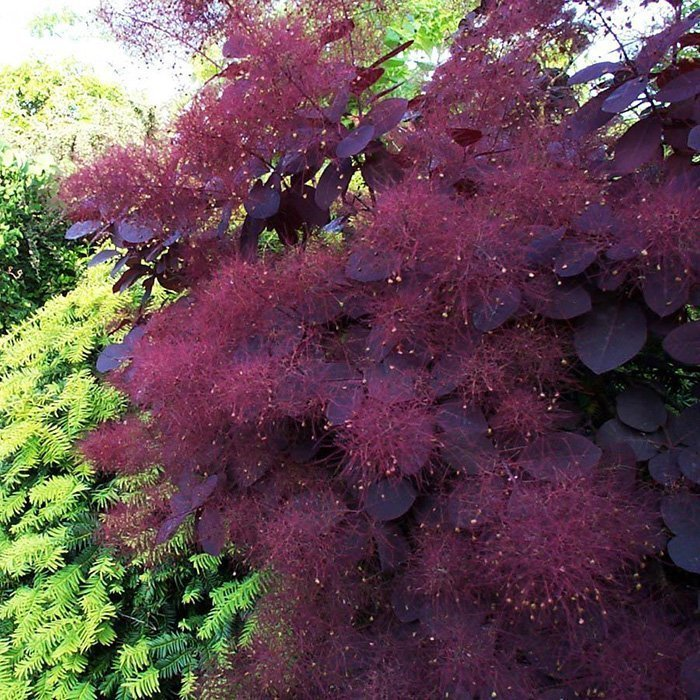 Превью изображения